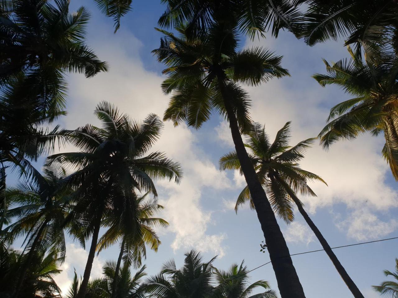 Palm Forest 팔로렘 외부 사진